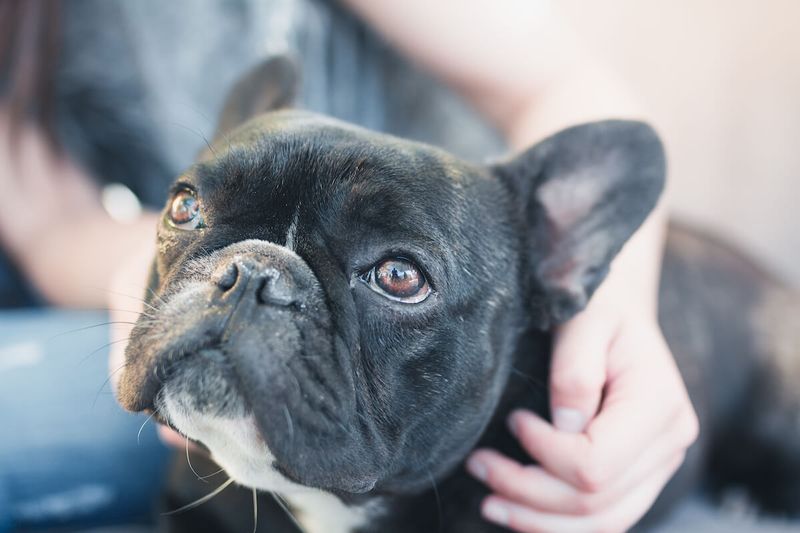 French Bulldogs