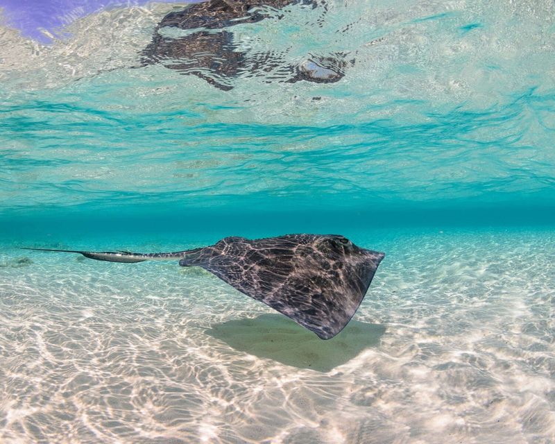 Pelagic Stingray's Deep Blue Home
