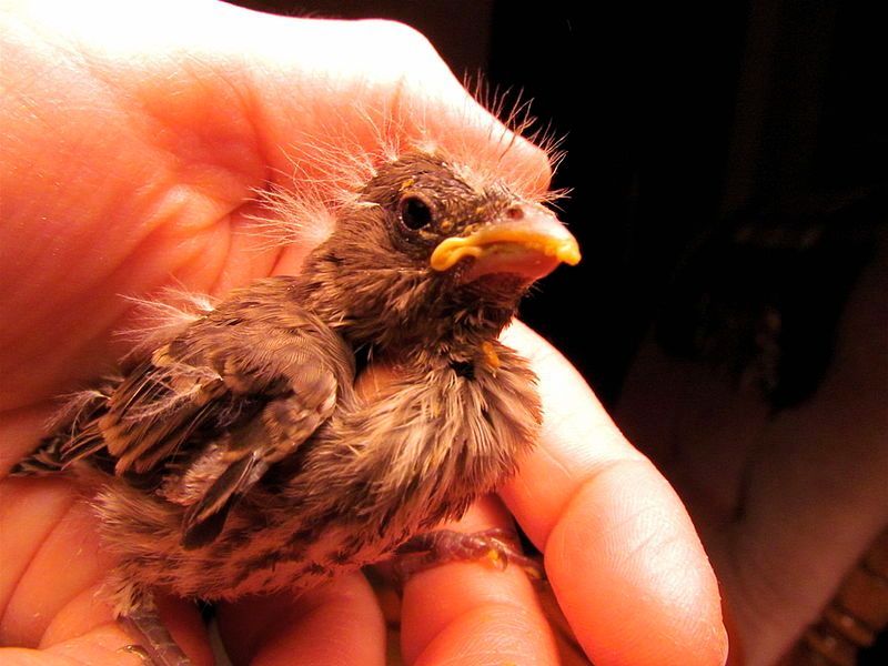 Touching Baby Birds Won't Make Parents Abandon Them