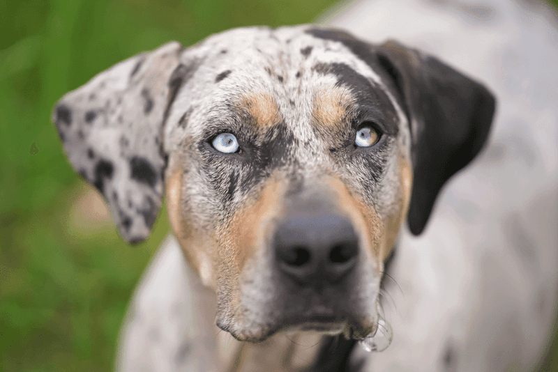 Catahoula Leopard Dog: The Independent Worker