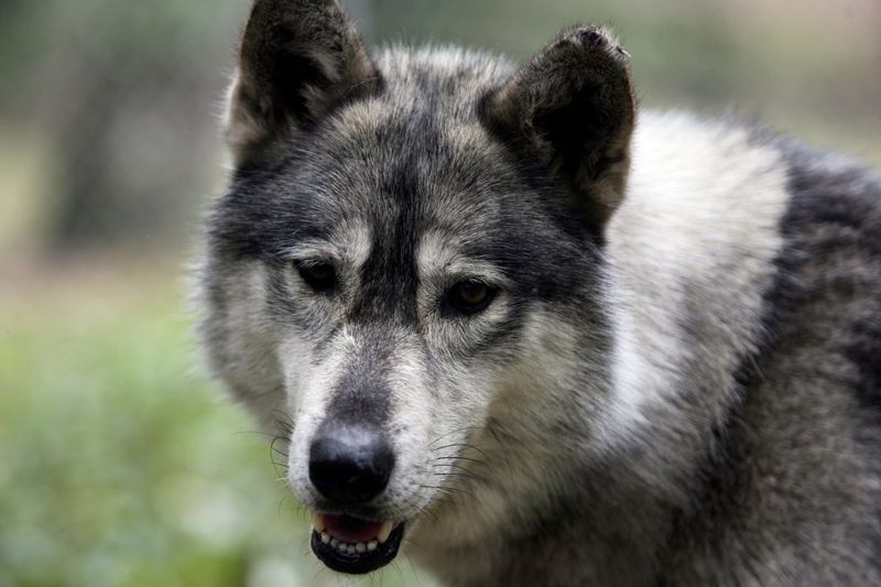 Wolf Hybrids