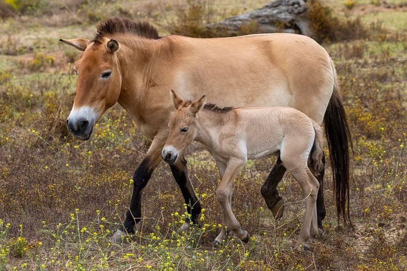 Przewalski's Horse