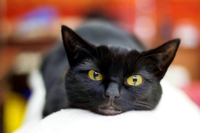 Bombay Cats: The Mini Panthers with Mega Hearts