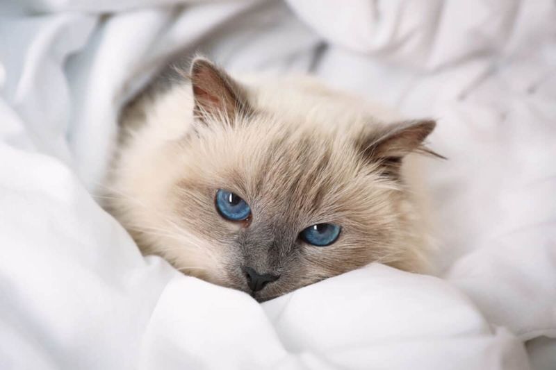 Birman: Sacred Soul Connectors