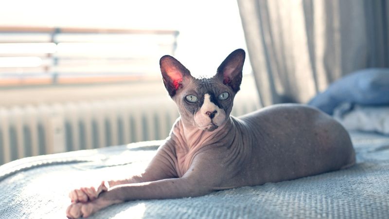 Sphynx: Naked Cuddlers With Outsized Affection