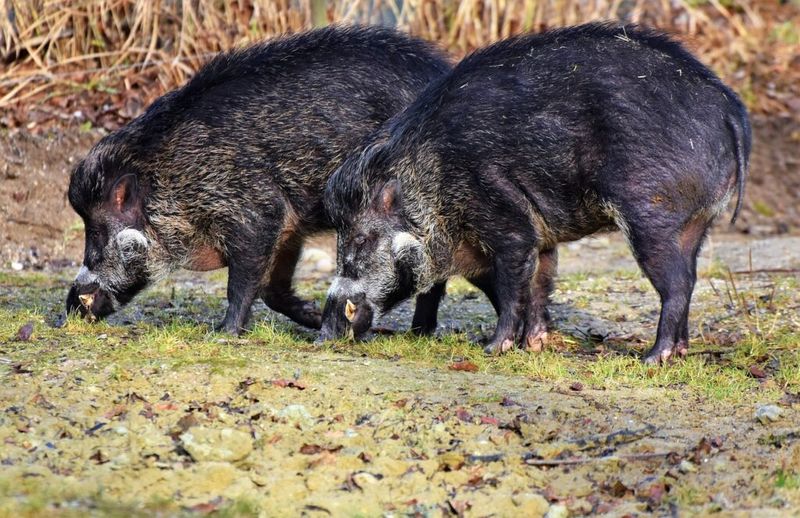 Feral Swine