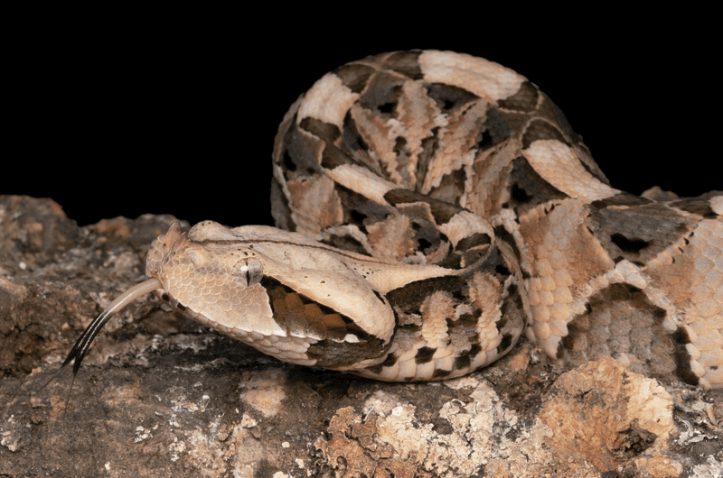 Gaboon Viper: Heavyweight Venom Champion
