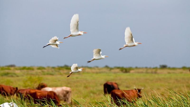 Cattle Egret