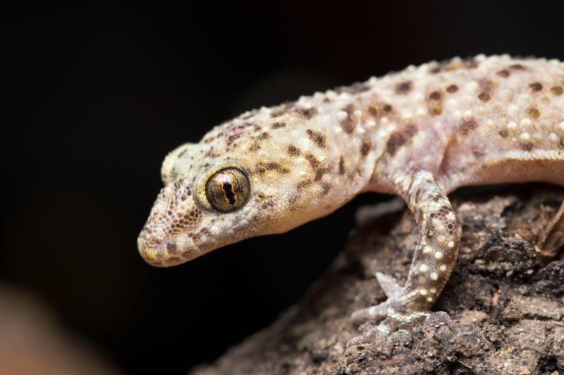 Mediterranean House Geckos