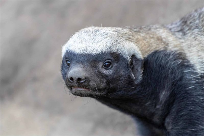 Resistance To Snake Venom Gives Badgers An Edge
