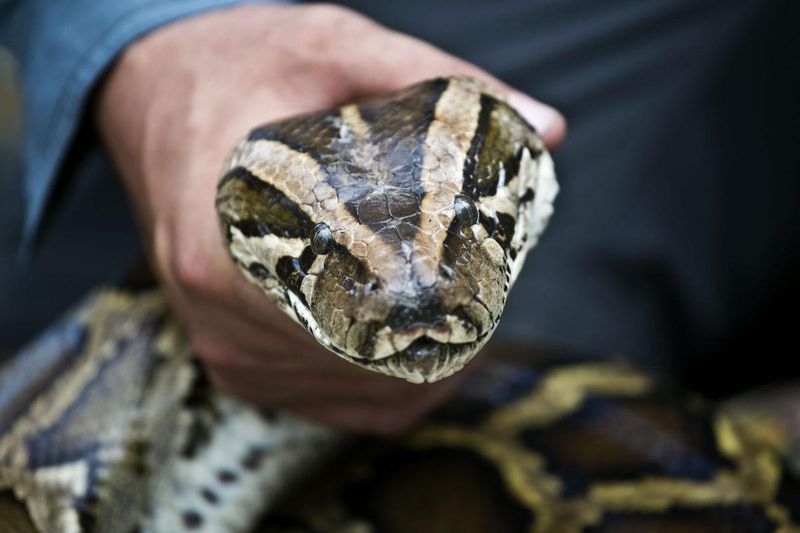 Non-Venomous But Dangerous