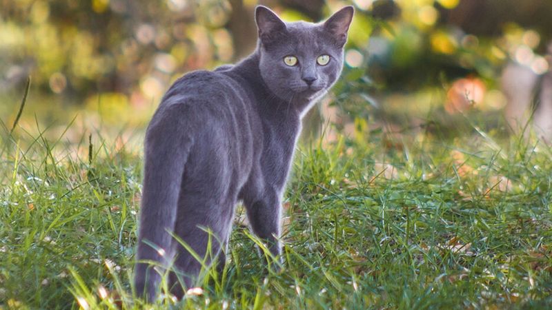 Russian Blue