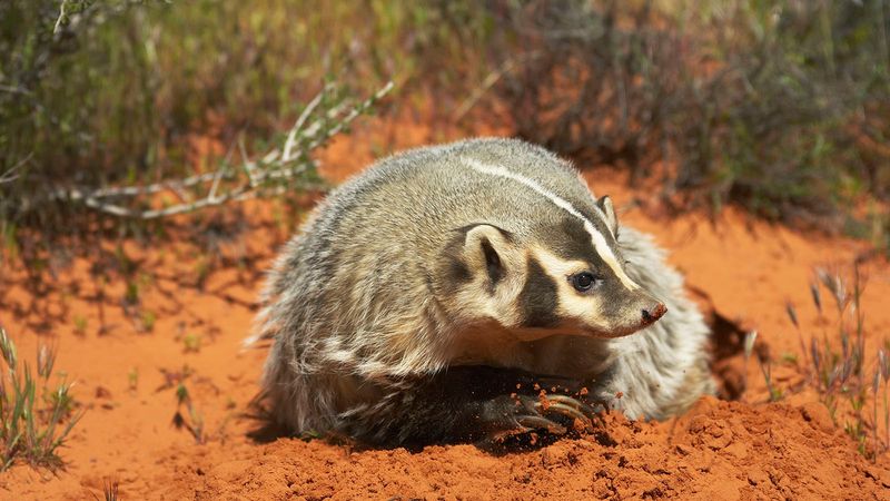 Badgers: Digging Machines