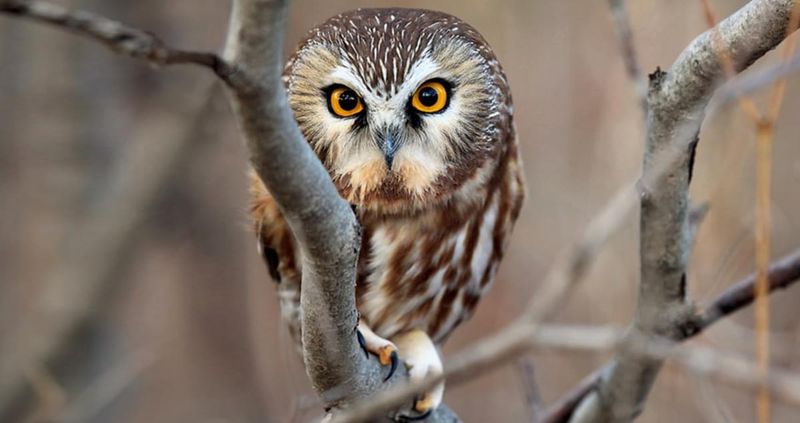 Northern Saw-Whet Owl: Tiny Forest Sprite