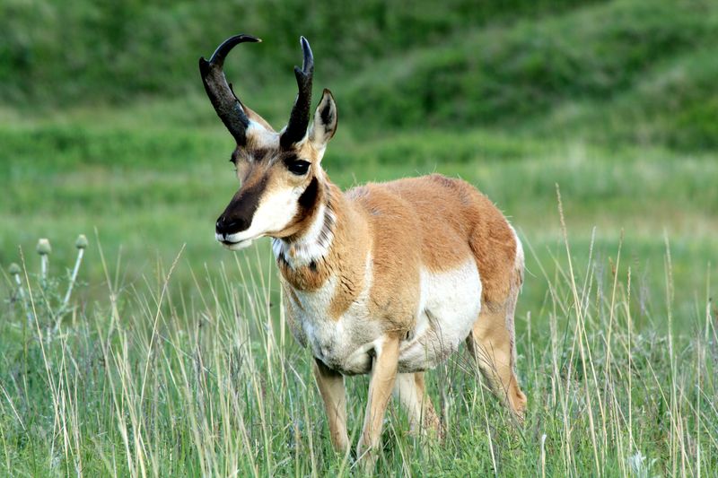 Pronghorn Antelope Racing Through Town Squares