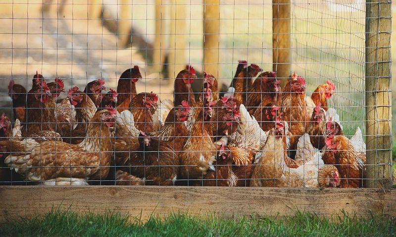 Choose Hardware Cloth Over Chicken Wire