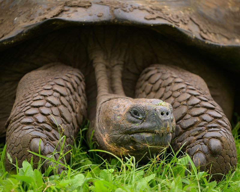 Shell-Backed Surprises: Tortoises