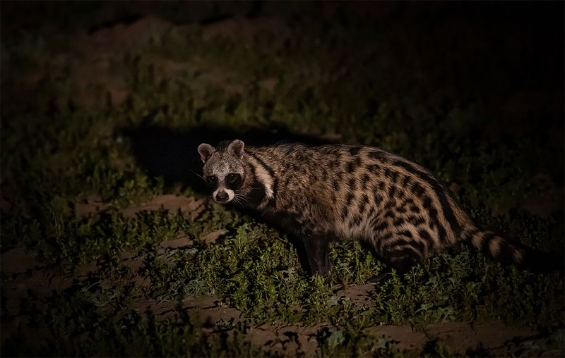 Civet
