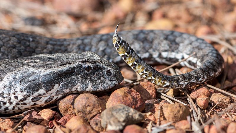 Death Adder
