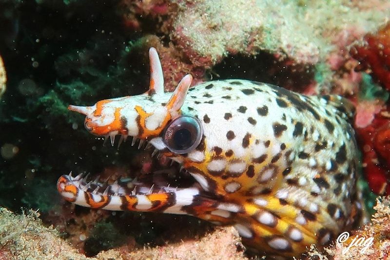 Dragon Moray Eel: Ocean's Serpent