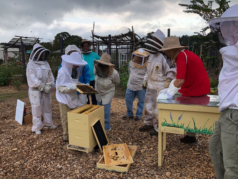 Honey Festivals Celebrate Local Pollinators