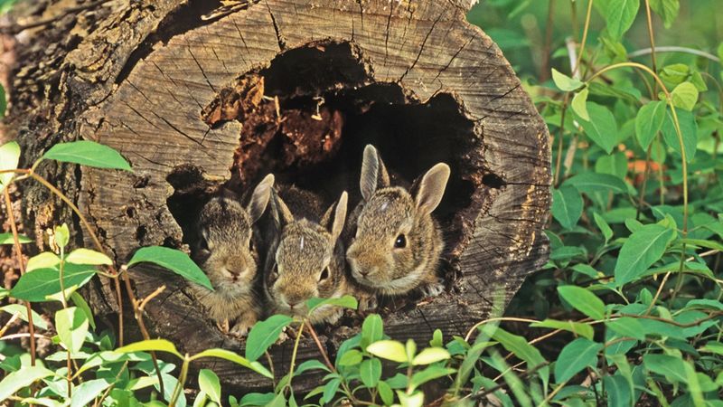 Skittish Cottontail Rabbits