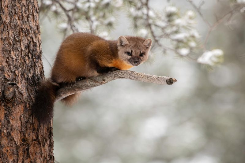 Acrobatic Pine Martens