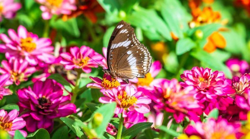 Butterflies Prefer Bright, Scented Flowers