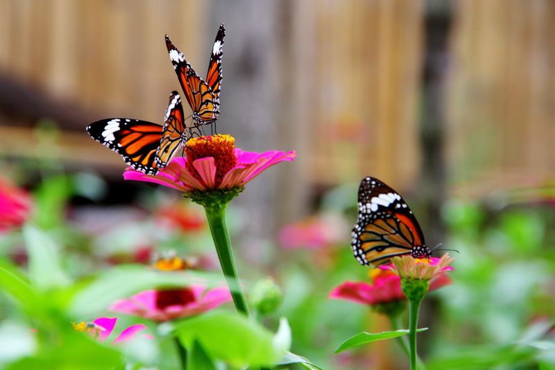 They're Active When Bees Aren't