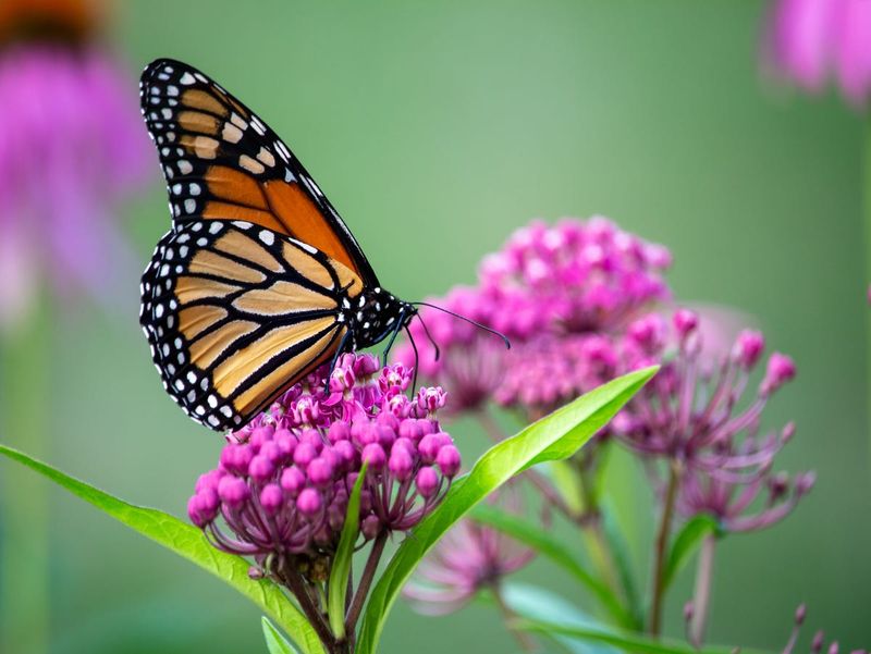 Companion Plants That Support Butterflies