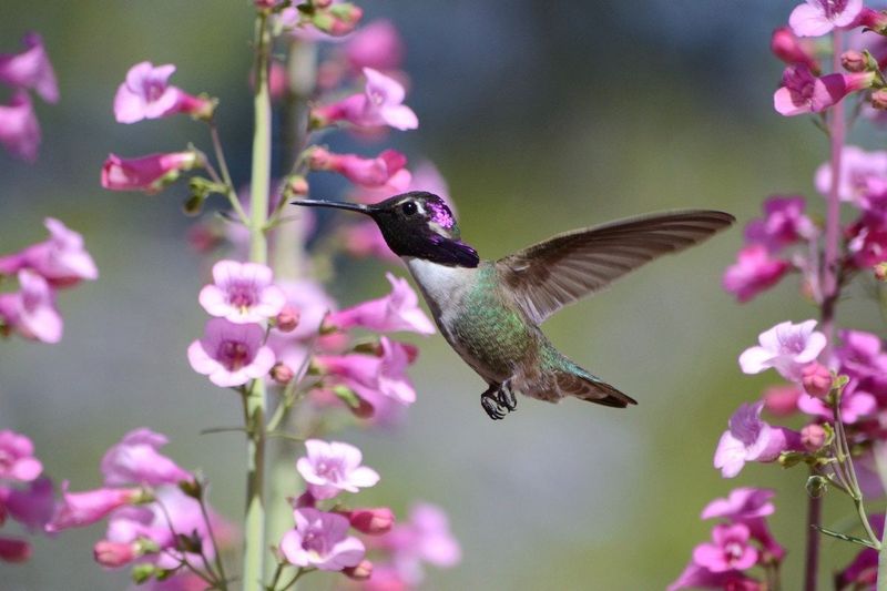 Penstemon (Beardtongue)