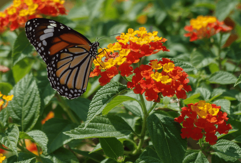 Lantana