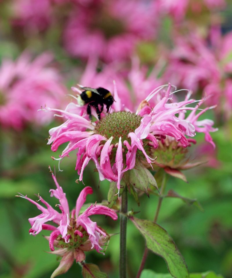 Bee Balm: Nature's Bee Magnet