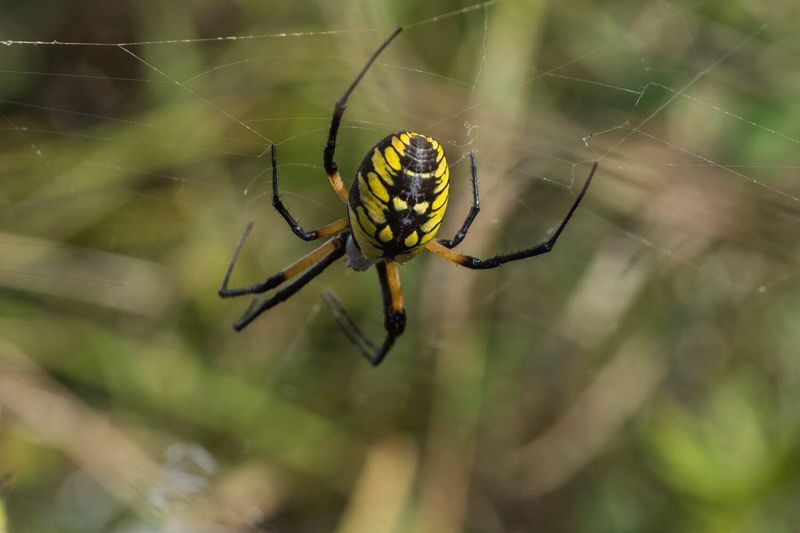 Webbing Through Myths: Spiders