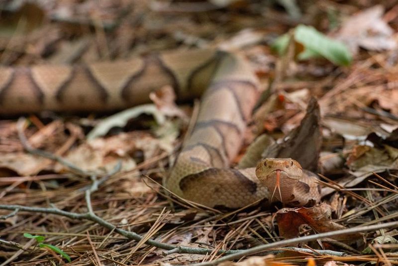 Slithering Surprises: Copperheads