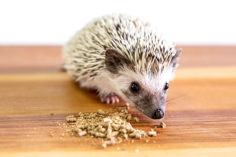 Meaty Baby Food