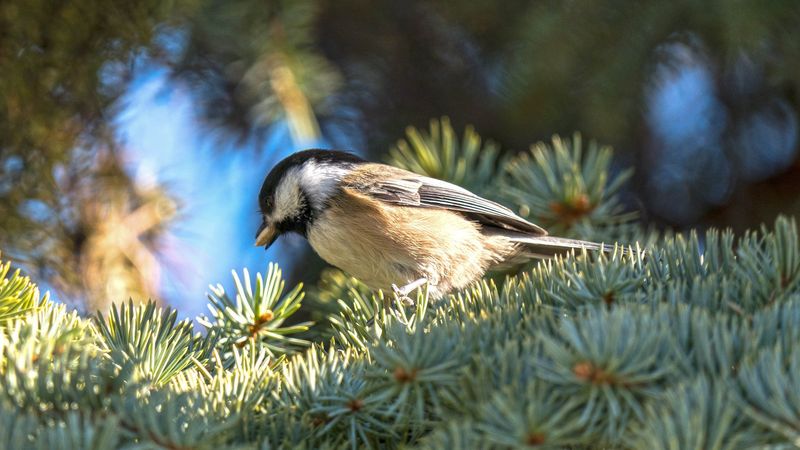 Woodland Wonders: Chickadees