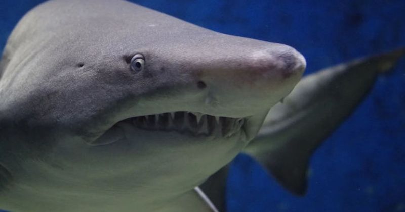 Shark Meat Mercury – A Hidden Health Hazard