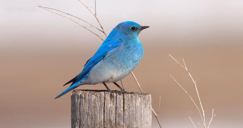 Mountain Bluebird: Sky Jewel