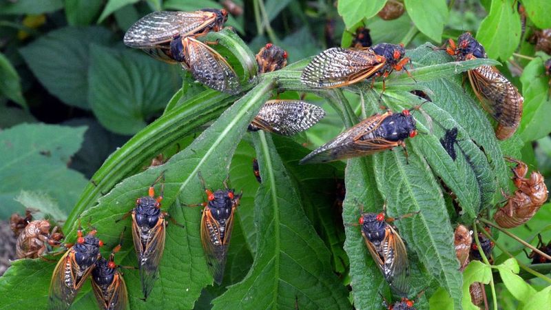 Cicadas: The Longest Sleepers