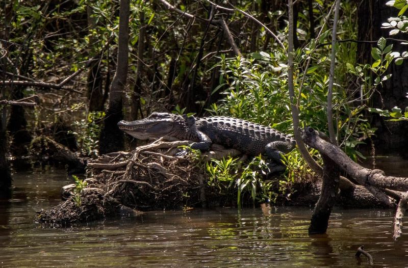 Waccamaw River, South Carolina