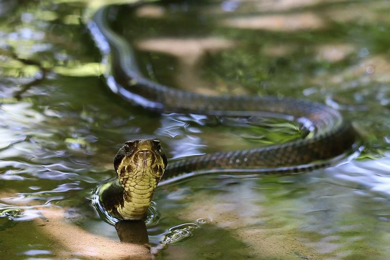 Sam Rayburn Reservoir's Serpent Population