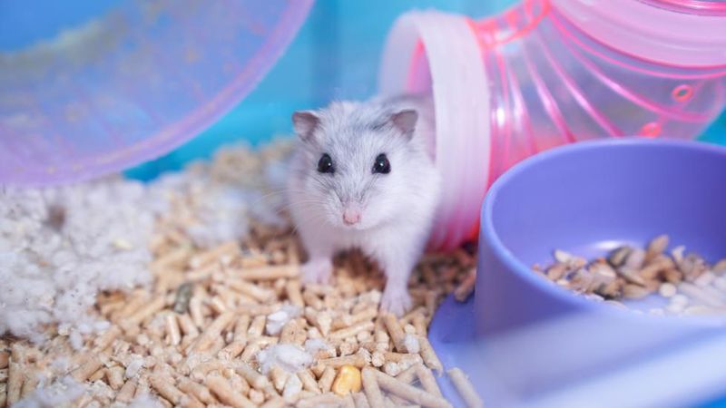 Temperature Affects Lifespan