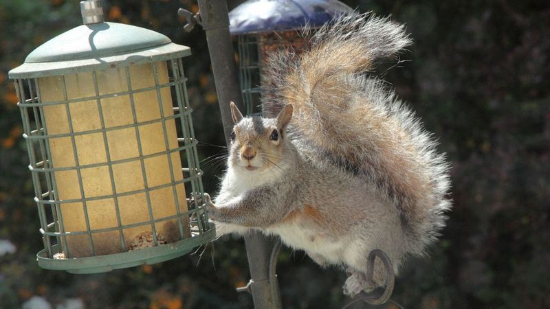 Spinning Squirrels With Slippery Poles