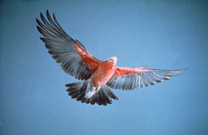 Galah - Australia's Pink Party Animal