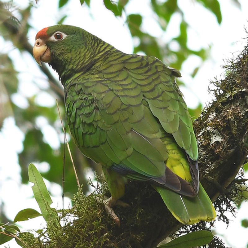 Tucuman Parrot