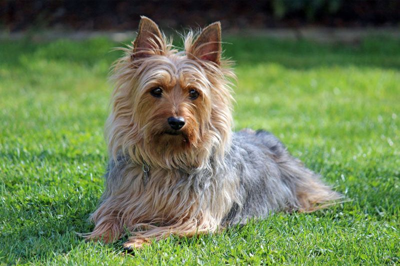 Australian Terrier: Outback Protector