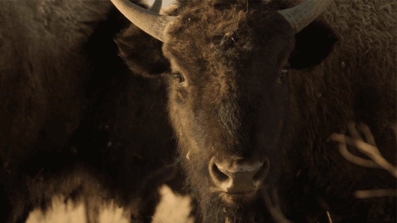 Spiritual Resilience And Survival