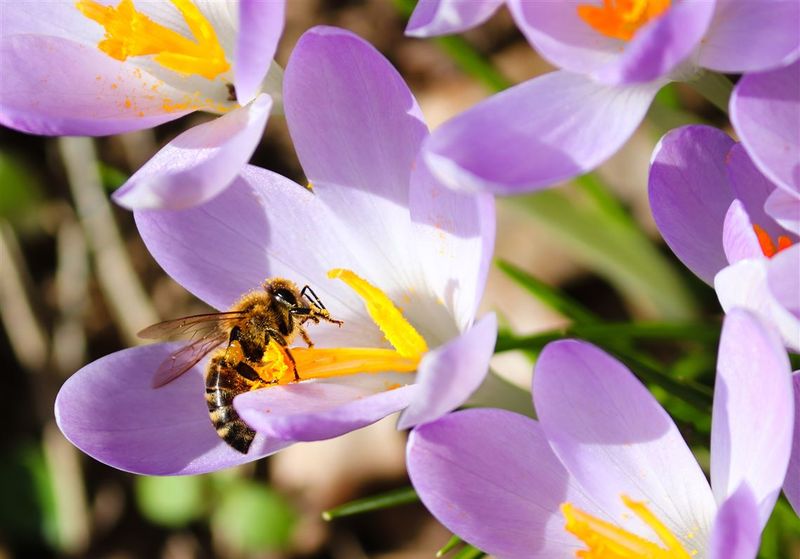 Crocus: Spring's First Bee Buffet