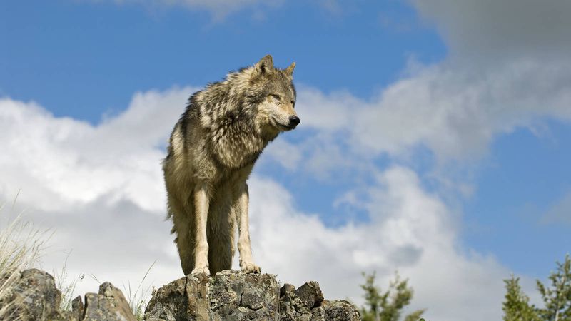 Colorado – Gray Wolf